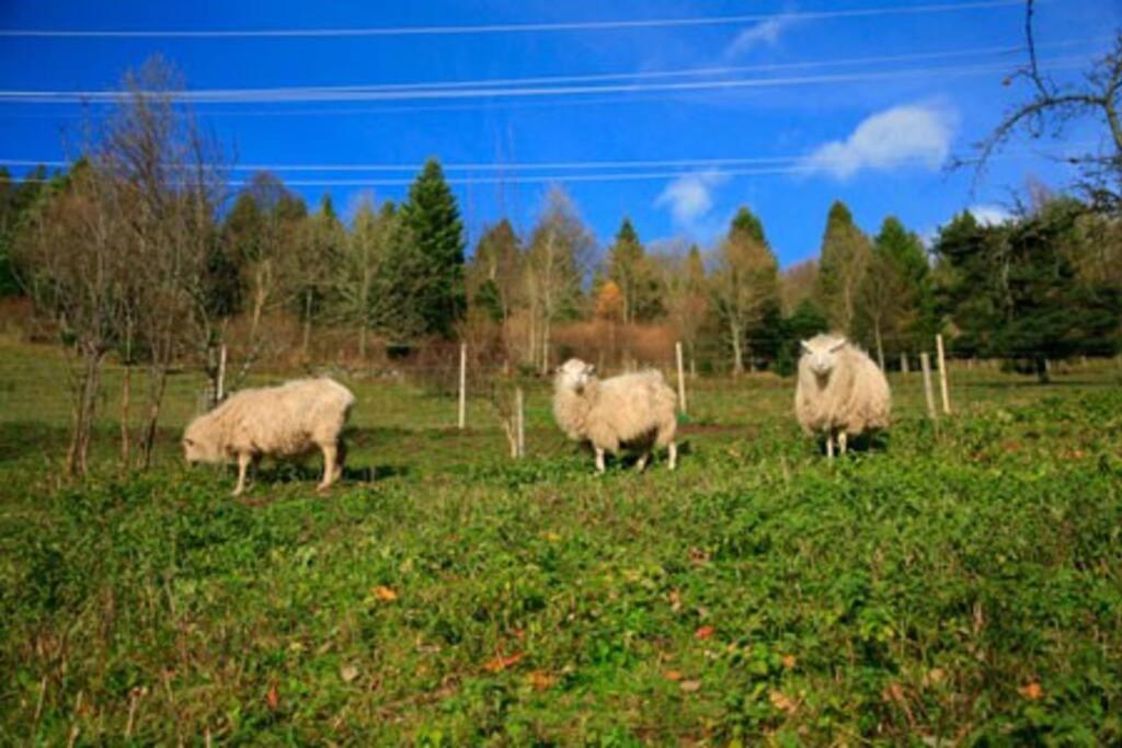Appartement Dans Vielle Ferme Au Coeur Des Vosges بلاينفاينغ المظهر الخارجي الصورة